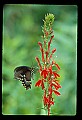 01020-00080-Red Flowers-Cardinal Flower with Swallowtail Butterfly.jpg