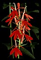 01020-00107-Red Flowers-Cardinal Flower.jpg