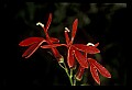01020-00113-Red Flowers-Cardinal Flower.jpg