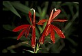 01020-00114-Red Flowers-Cardinal Flower.jpg
