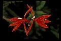 01020-00115-Red Flowers-Cardinal Flower.jpg
