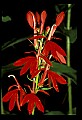 01020-00118-Red Flowers-Cardinal Flower.jpg