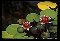 01020-00136-Red Flowers-Water Lily.jpg