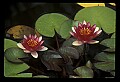 01020-00137-Red Flowers-Water Lily.jpg