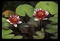 01020-00138-Red Flowers-Water Lily.jpg