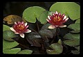 01020-00139-Red Flowers-Water Lily.jpg