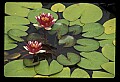 01020-00140-Red Flowers-Water Lily.jpg