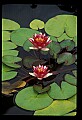 01020-00141-Red Flowers-Water Lily.jpg