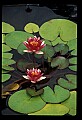 01020-00142-Red Flowers-Water Lily.jpg