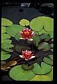 01020-00143-Red Flowers-Water Lily.jpg