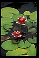 01020-00144-Red Flowers-Water Lily.jpg
