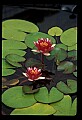 01020-00145-Red Flowers-Water Lily.jpg