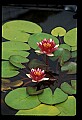 01020-00146-Red Flowers-Water Lily.jpg