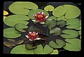 01020-00147-Red Flowers-Water Lily.jpg