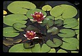 01020-00148-Red Flowers-Water Lily.jpg