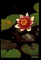 01020-00150-Red Flowers-Water Lily.jpg