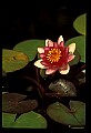 01020-00151-Red Flowers-Water Lily.jpg