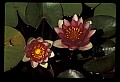 01020-00152-Red Flowers-Water Lily.jpg