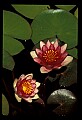01020-00153-Red Flowers-Water Lily.jpg