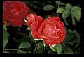 01020-00161-Red Flowers-Rose.jpg