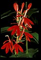 01020-00163-Red Flowers-Cardinal Flower.jpg