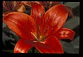 01020-00166-Red Flowers-Lily.jpg