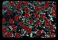 01020-00167-Red Flowers-Tulips.jpg