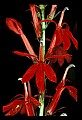 01020-00179-Red Flowers-Cardinal Flower.jpg