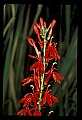 01020-00180-Red Flowers-Cardinal Flower.jpg