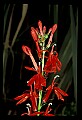01020-00181-Red Flowers-Cardinal Flower.jpg