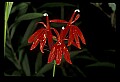 01020-00182-Red Flowers-Cardinal Flower.jpg