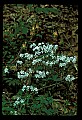 01020-00189-Red Flowers-Columbine and Phlox.jpg