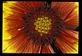 01020-00197-Red Flowers-Gallardia or Painted Daisy.jpg