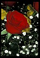 01020-00200-Red Flowers-Rose.jpg