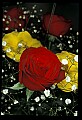 01020-00201-Red Flowers_Rose.jpg