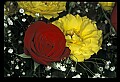 01020-00203-Red Flowers-Rose.jpg