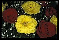 01020-00204-Red Flowers-Red and Yellow Roses.jpg