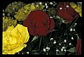 01020-00205-Red Flowers-Red and Yellow Roses.jpg