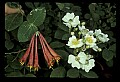 01020-00206-Red Flowers-Trumpet Honeysuckle and Blackberry Blossoms.jpg