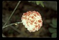 01020-00207-Red Flowers-Solitary Pussytoes.jpg