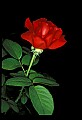 01020-00208-Red Flowers-Rose.jpg