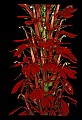 01020-00209-Red Flowers-Cardinal Flower.jpg