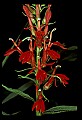 01020-00210-Red Flowers-Cardinal Flower.jpg