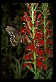 01020-00211-Red Flowers-Cardinal Flower with Swallowtail Butterfly.jpg