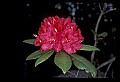 01020-00212-Red Flowers-Rhododendron.jpg