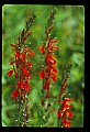 01020-00213-Red Flowers-Cardinal Flower.jpg