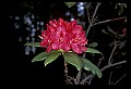 01020-00214-Red Flowers-Rhododendron.jpg