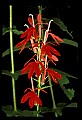 01020-00224-Red Flowers-Cardinal Flower.jpg