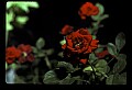 01020-00228-Red Flowers-Tea Roses.jpg