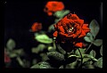 01020-00229-Red Flowers-Tea Roses.jpg